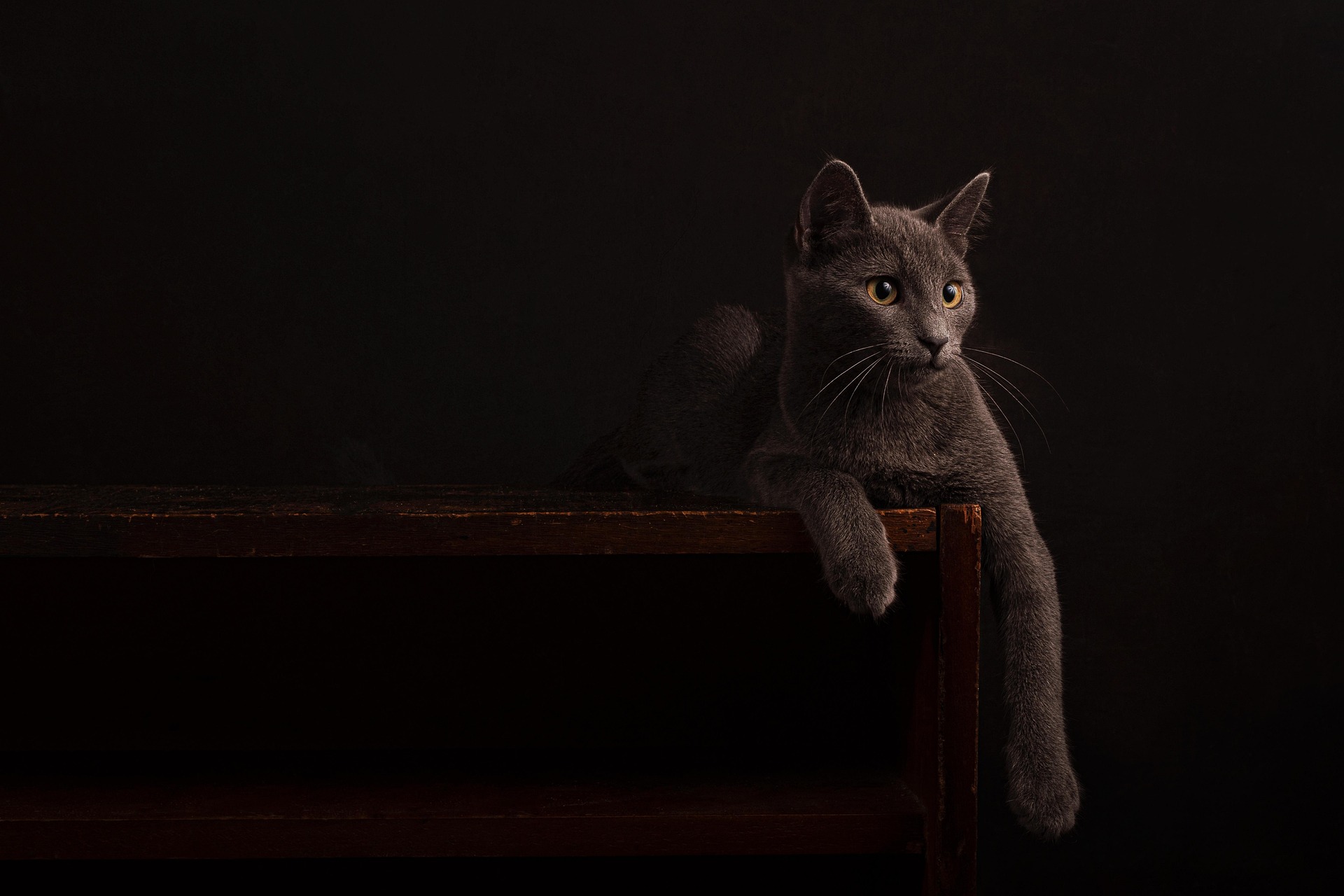 alex_dorohov-cat-7552840_1920