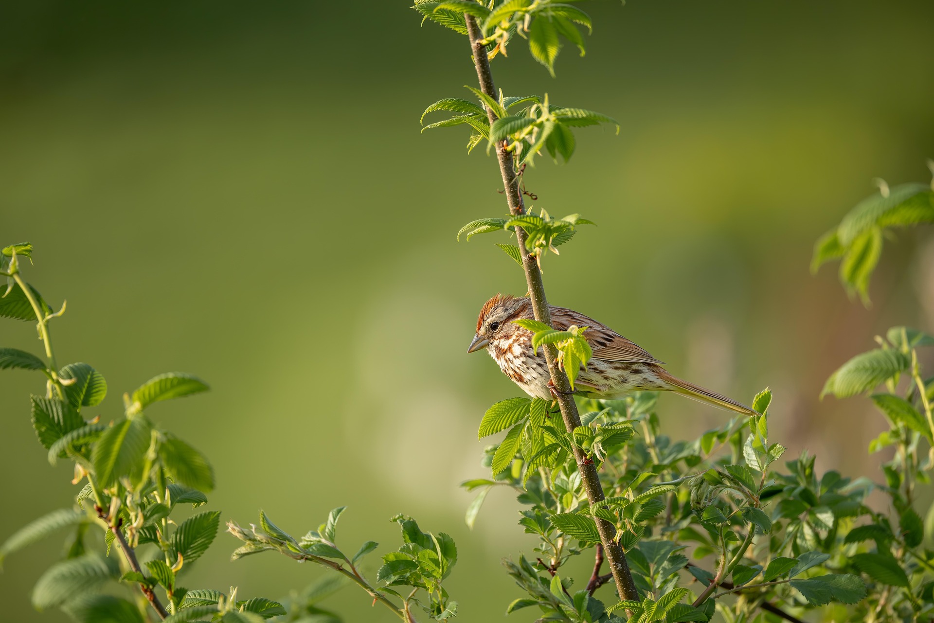mohann-bird-8779199_1920